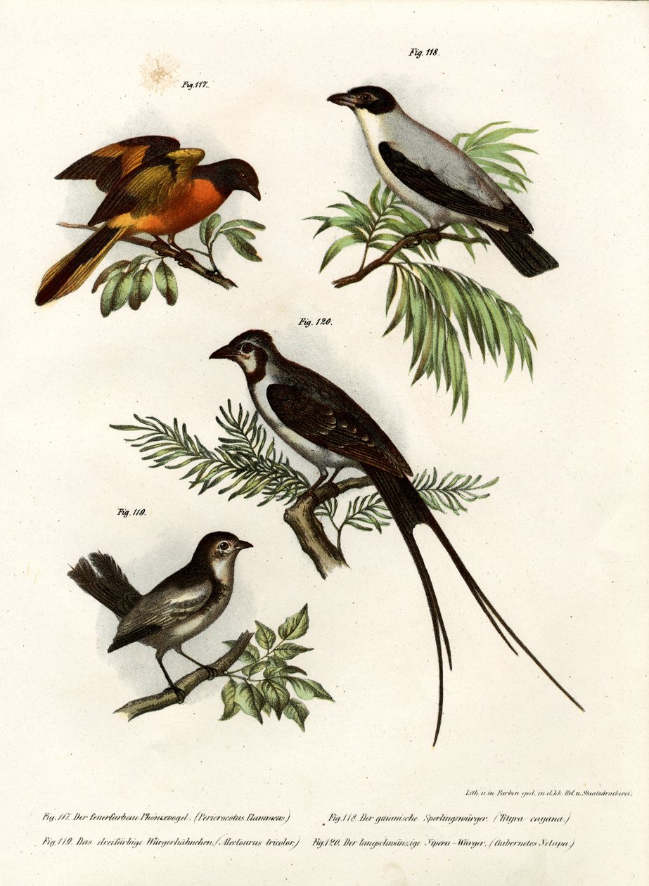Scarlet Minivet, 1864 af German School
