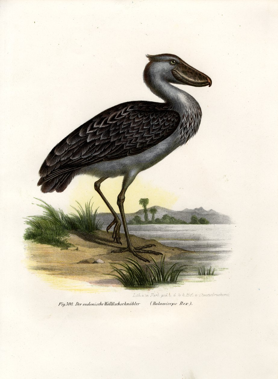 Shoebill, 1864 af German School