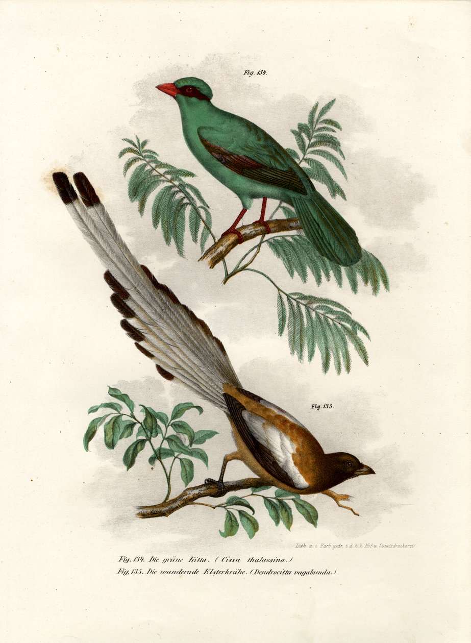 Korthalet Grøn Magpie, 1864 af German School
