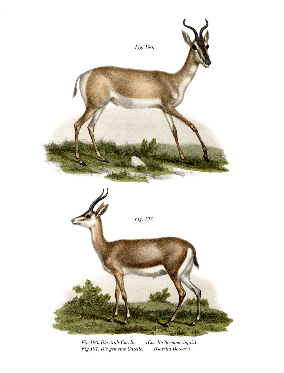 Somalisk Soemmerring Gazelle, 1860 af German School