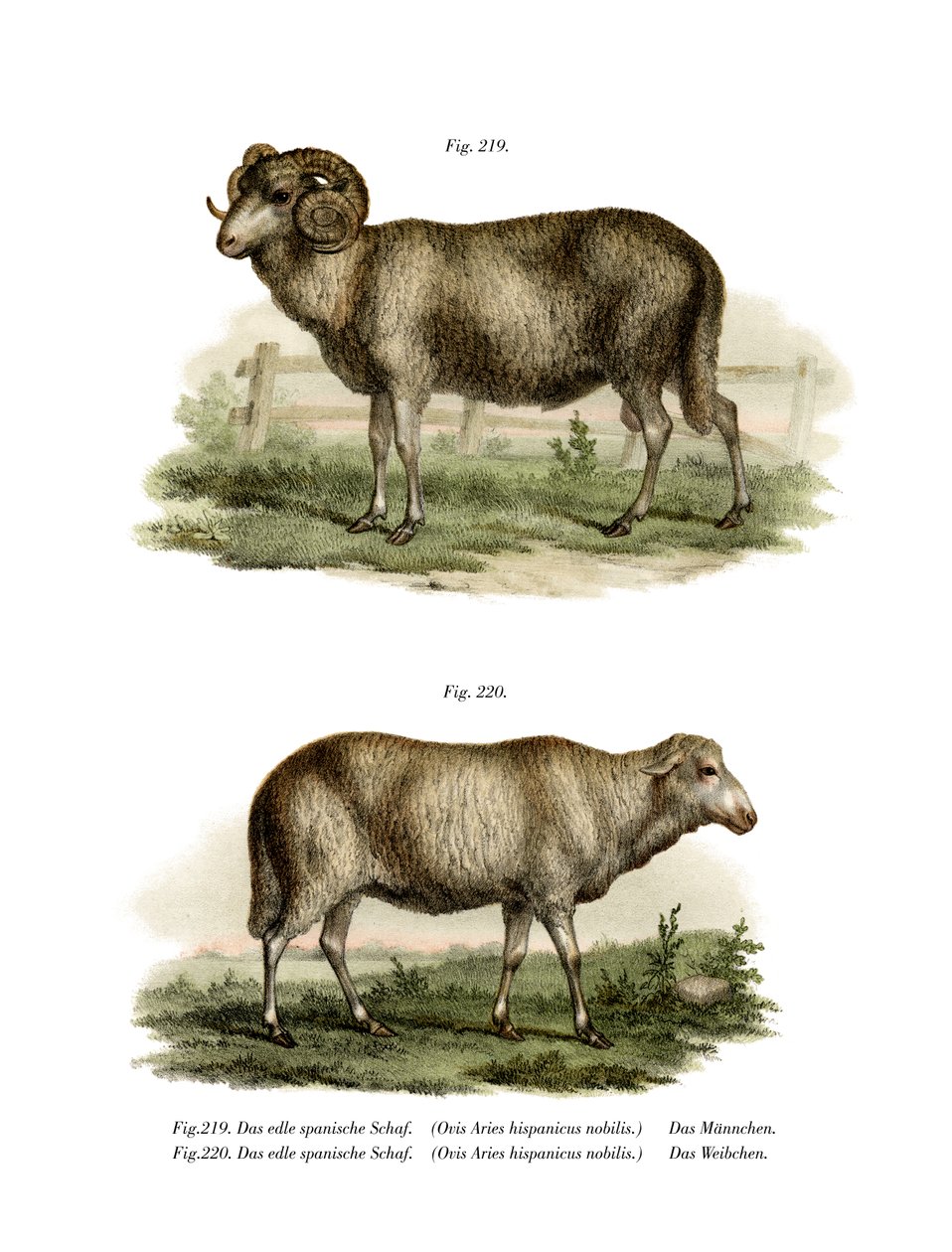 Spanske Får, 1860 af German School