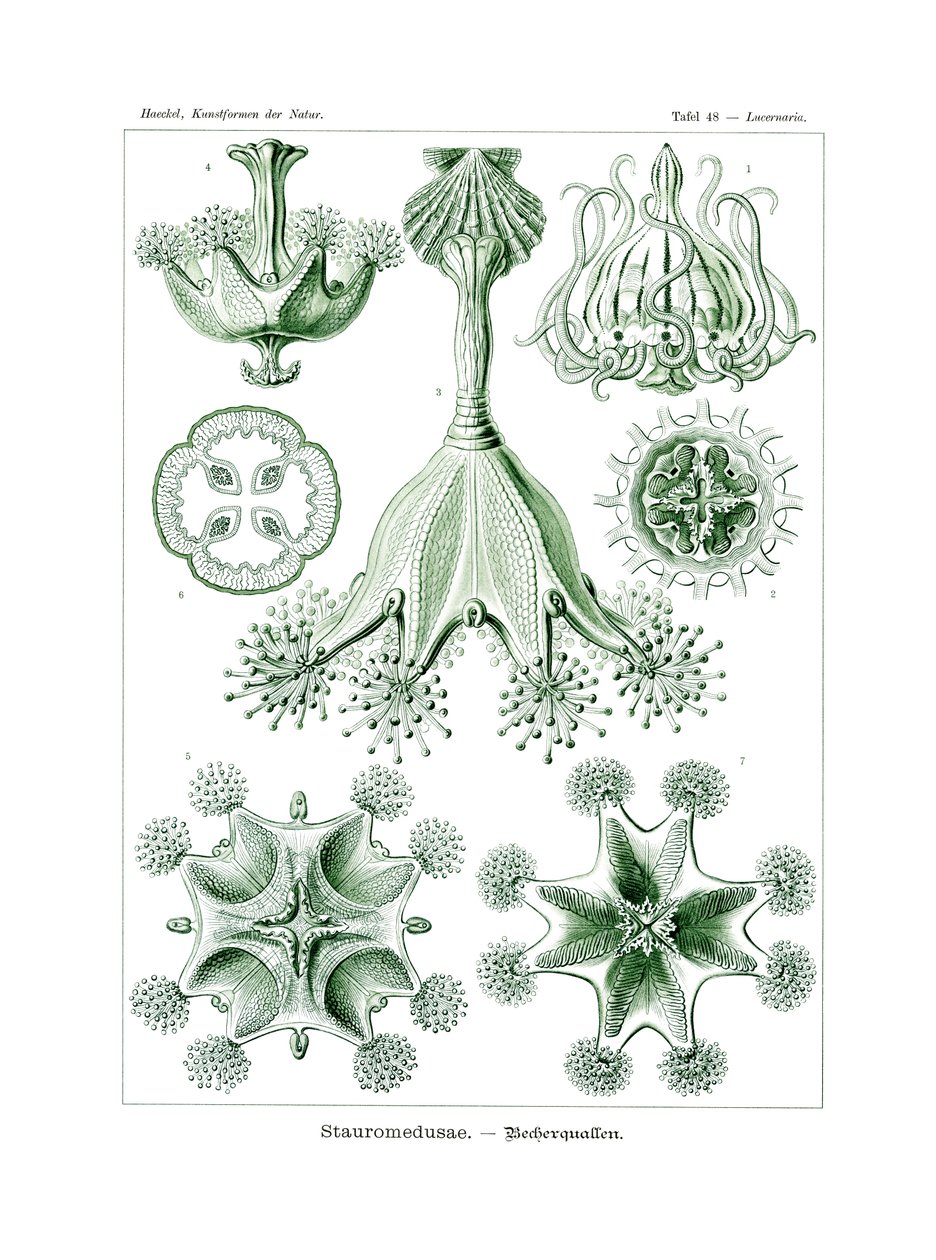 Stauromedusae, 1899-1904 af German School