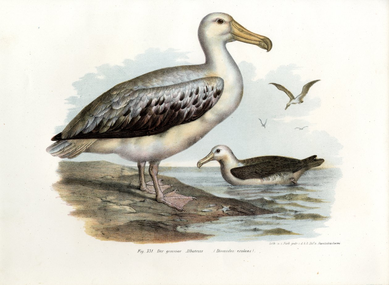 Vandrende albatros, 1864 af German School