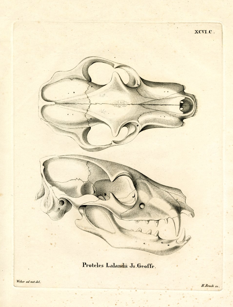 Aardwolf Skull (farvet gravering) af German School