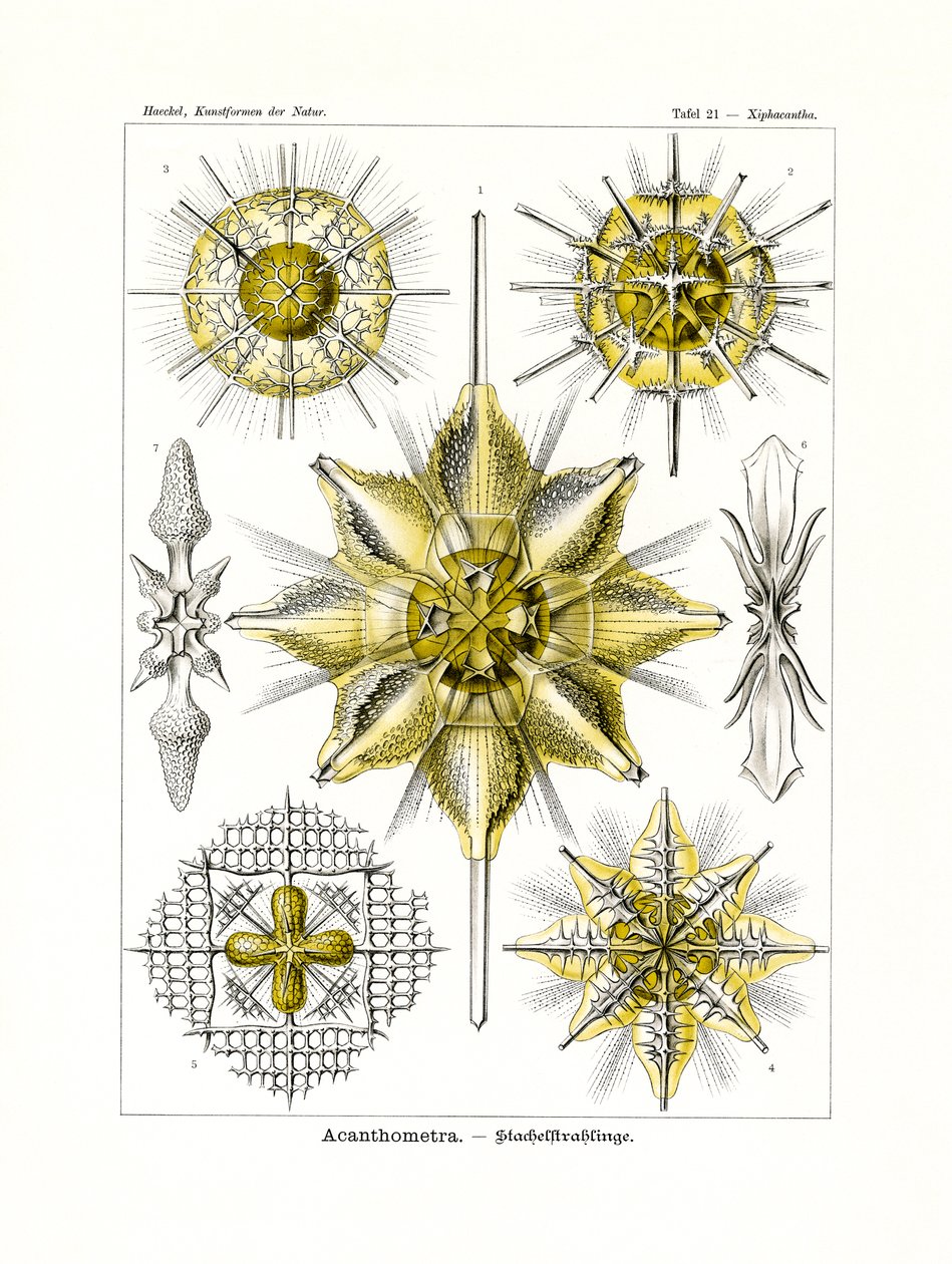 Acanthometra, 1899-1904 af German School