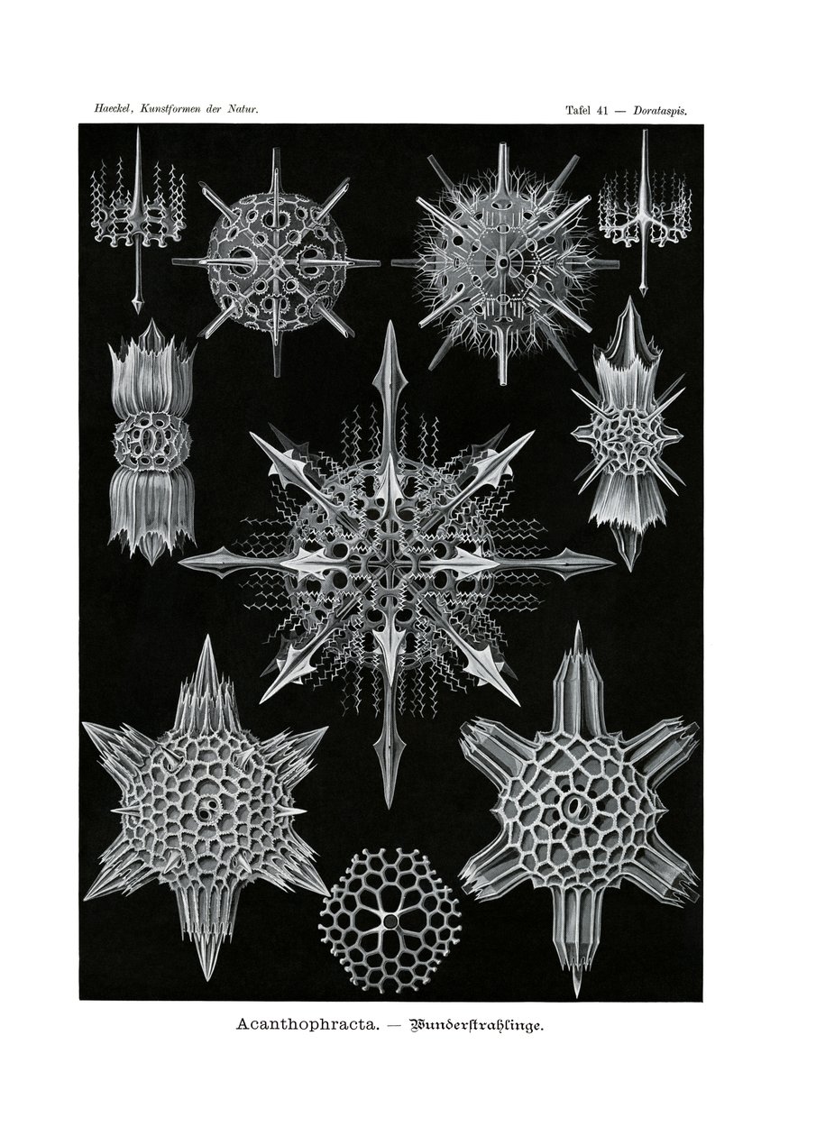 Acanthophracta, 1899-1904 af German School