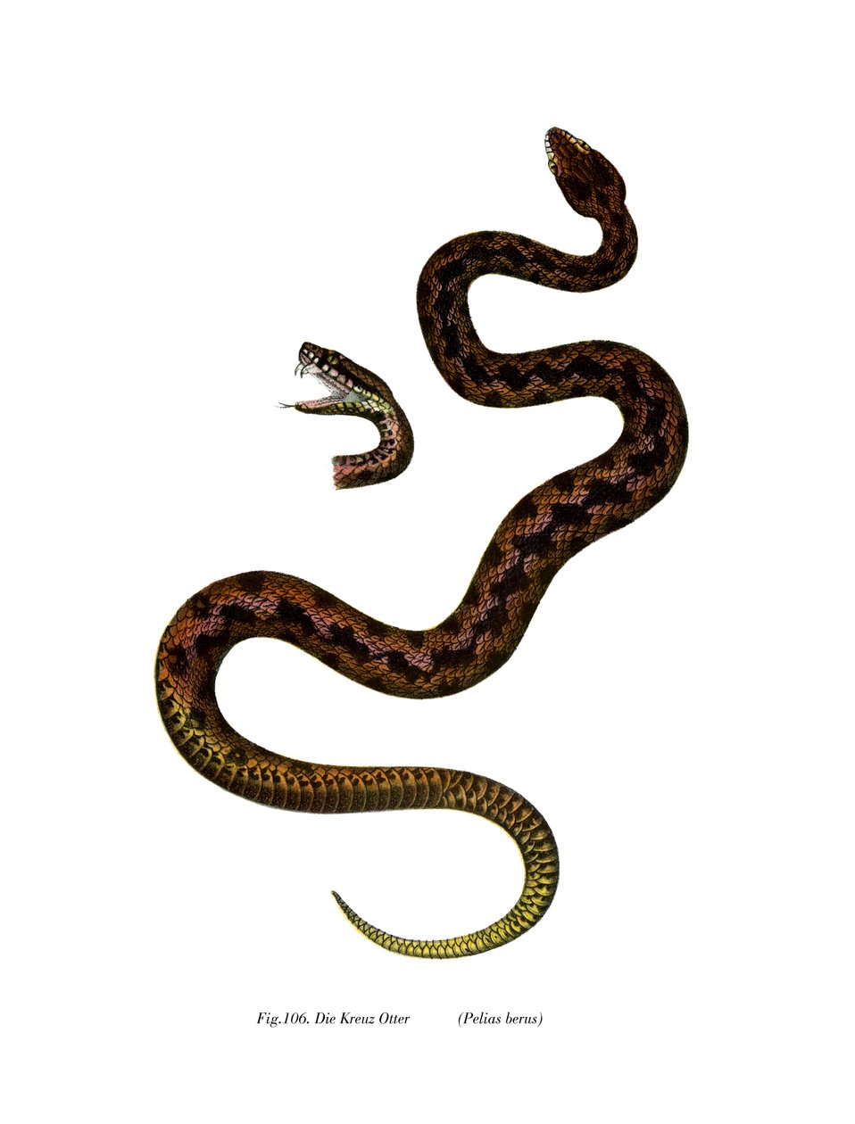 Adder (farve litho) af German School