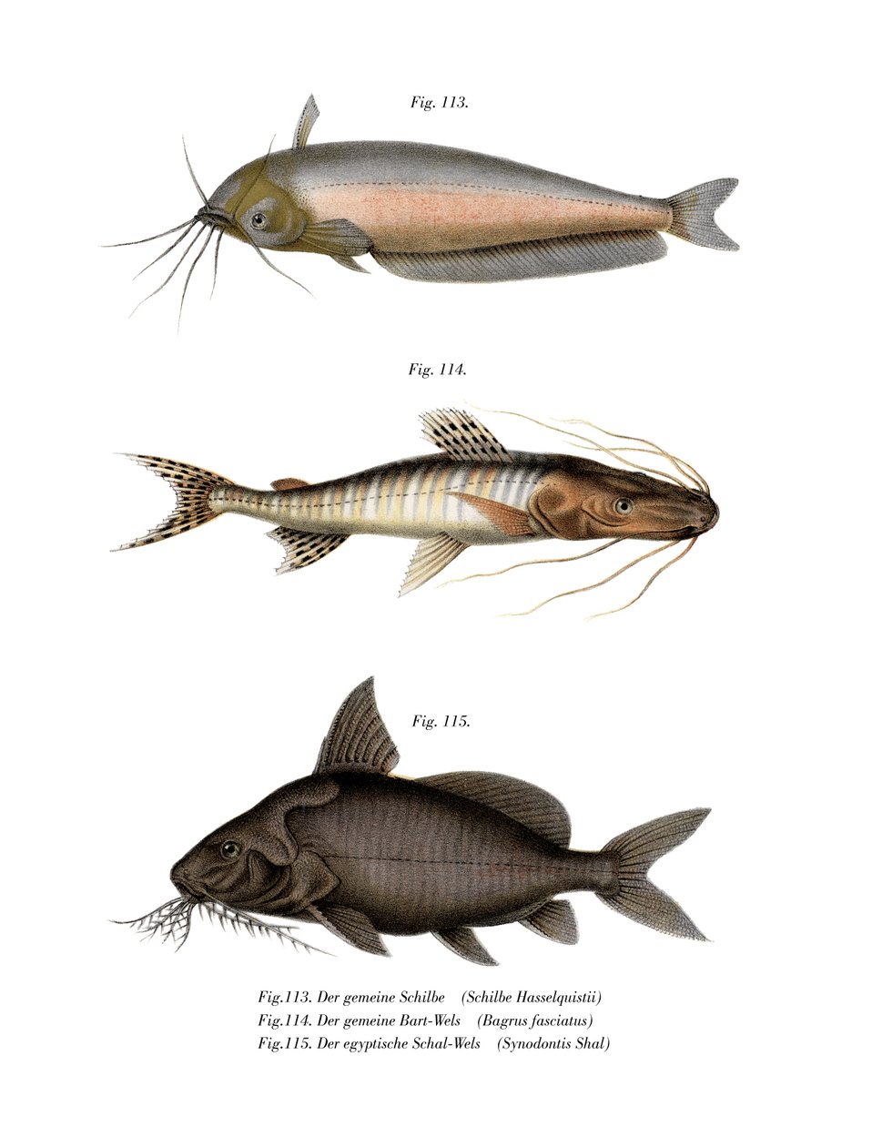African Butter Catfish (farve litho) af German School