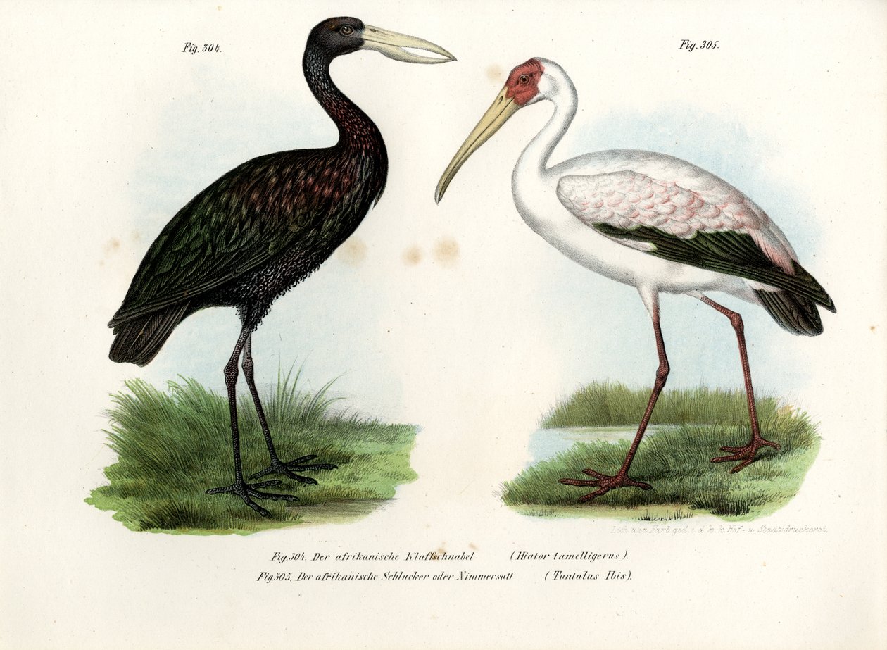 African Openbill Stork, 1864 af German School