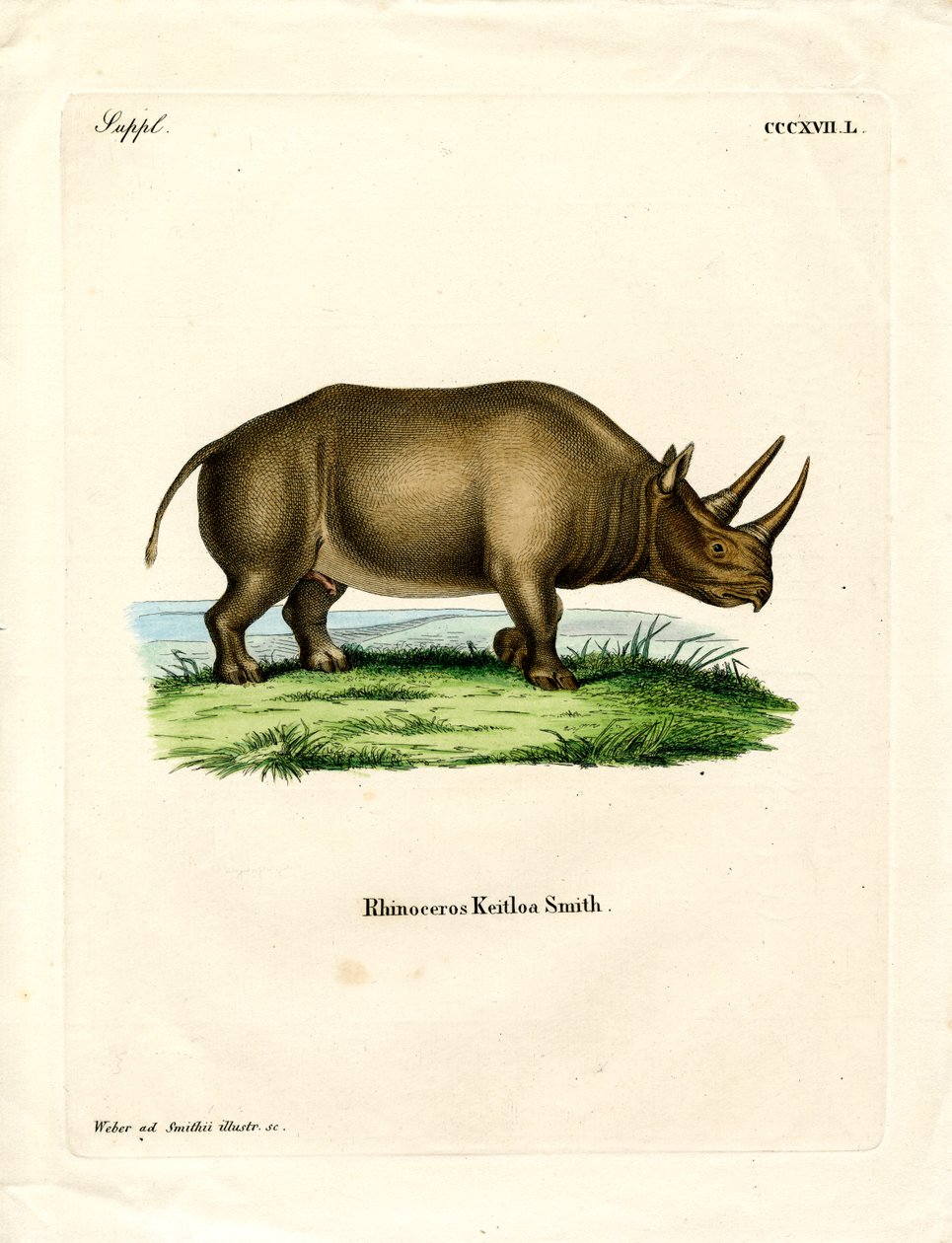 Afrikansk næsehorn (farvet indgravering) af German School