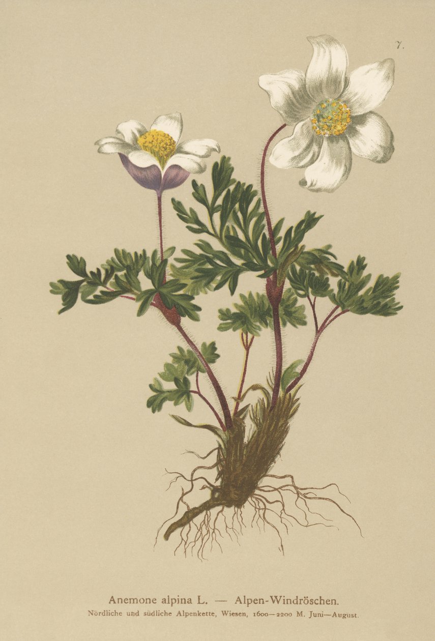 Alpine Anemone (Anemone alpina, Pulsatilla alpina) af German School