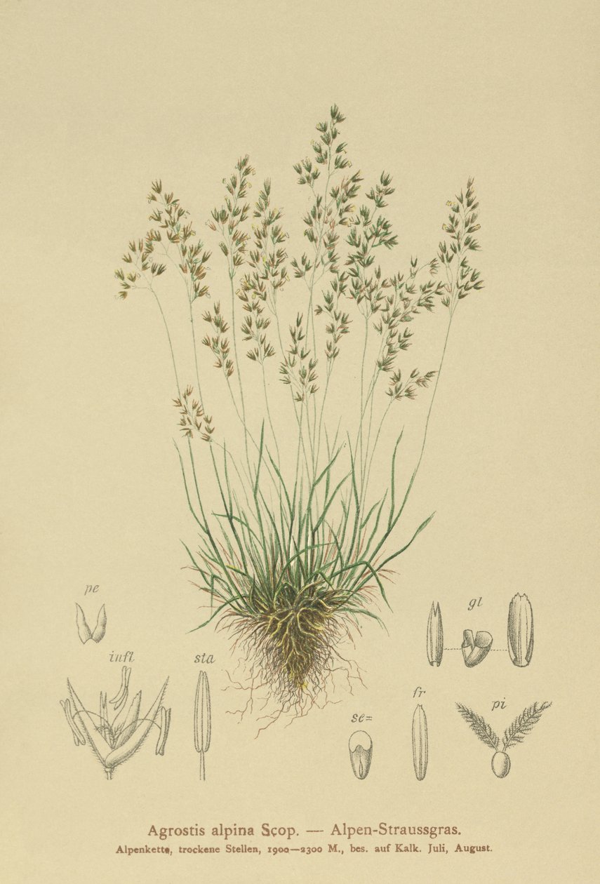 Almindelig Almgræs (Agrostis alpina, Aira flavescens) af German School