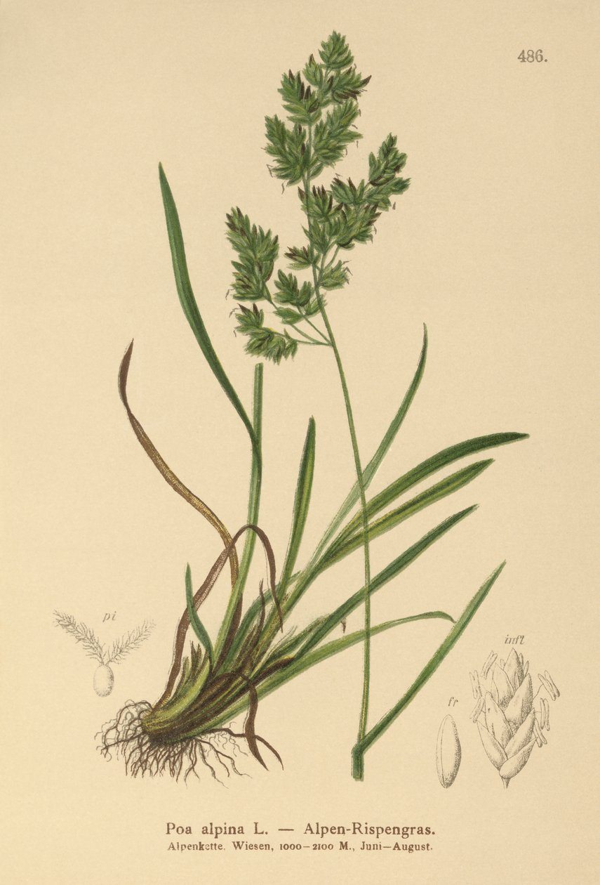 Almindelig Almgræs (Poa alpina) af German School