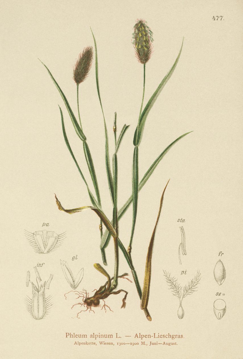Almindelig kattehale (Phleum alpinum) af German School