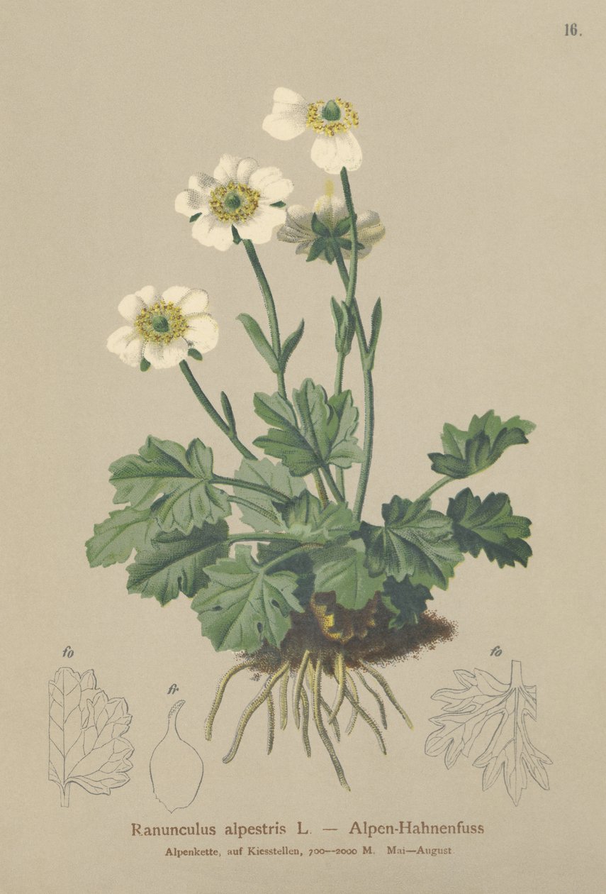 Almindelig Kragefod (Ranunculus alpestris) af German School