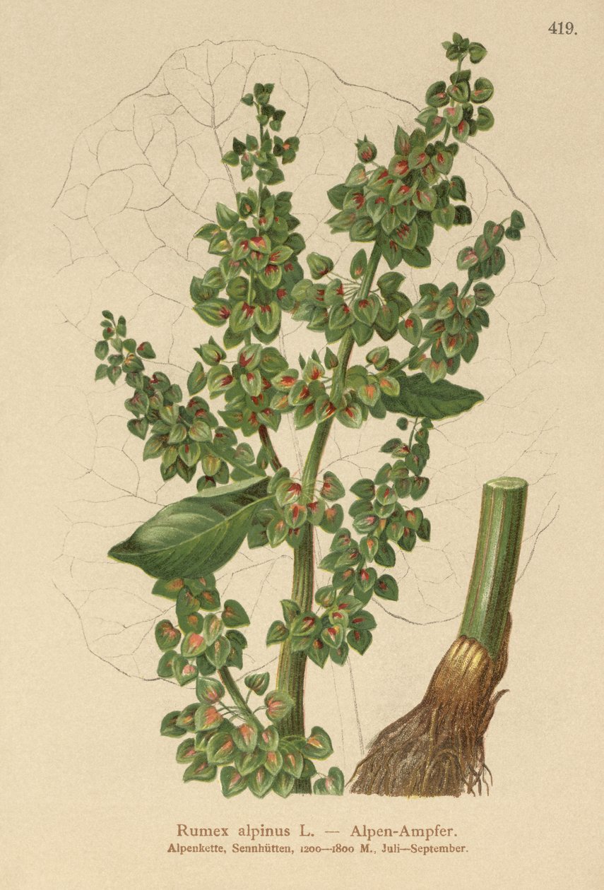 Almindelig havtorn (Rumex alpinus) af German School