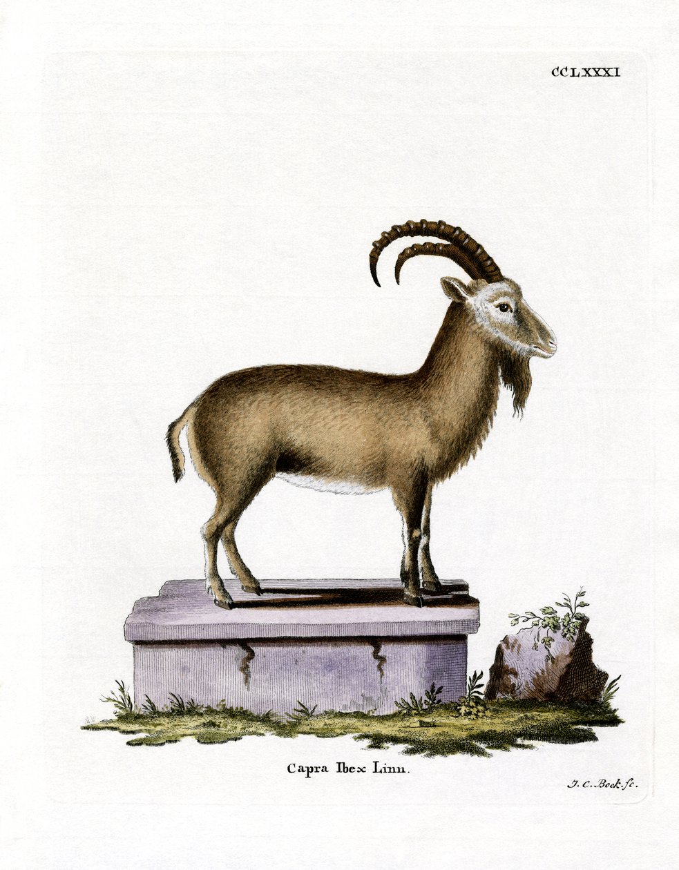 Alpine Ibex (farvet gravering) af German School
