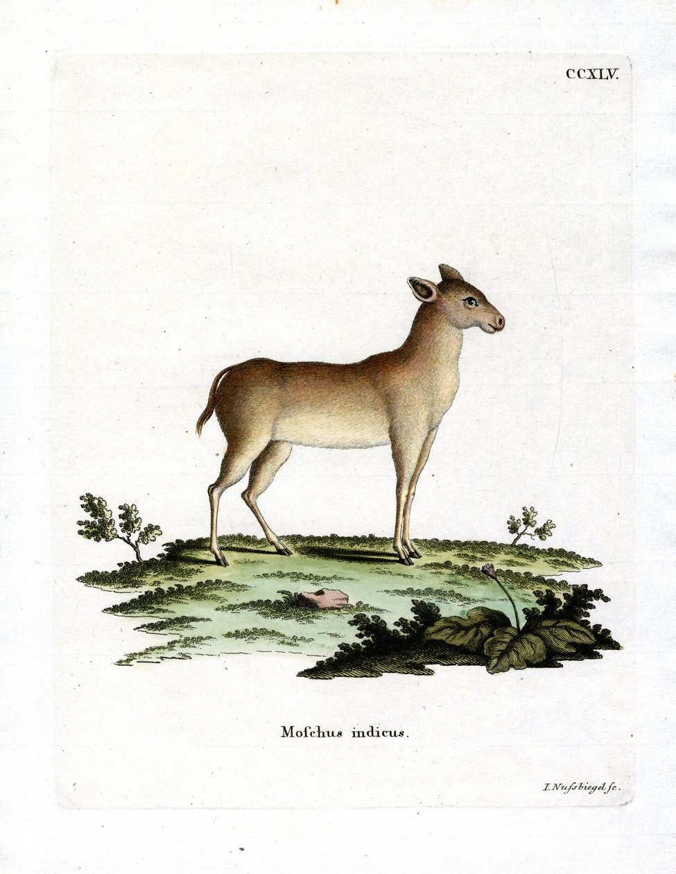 Alpine moskushjort (farvet gravering) af German School