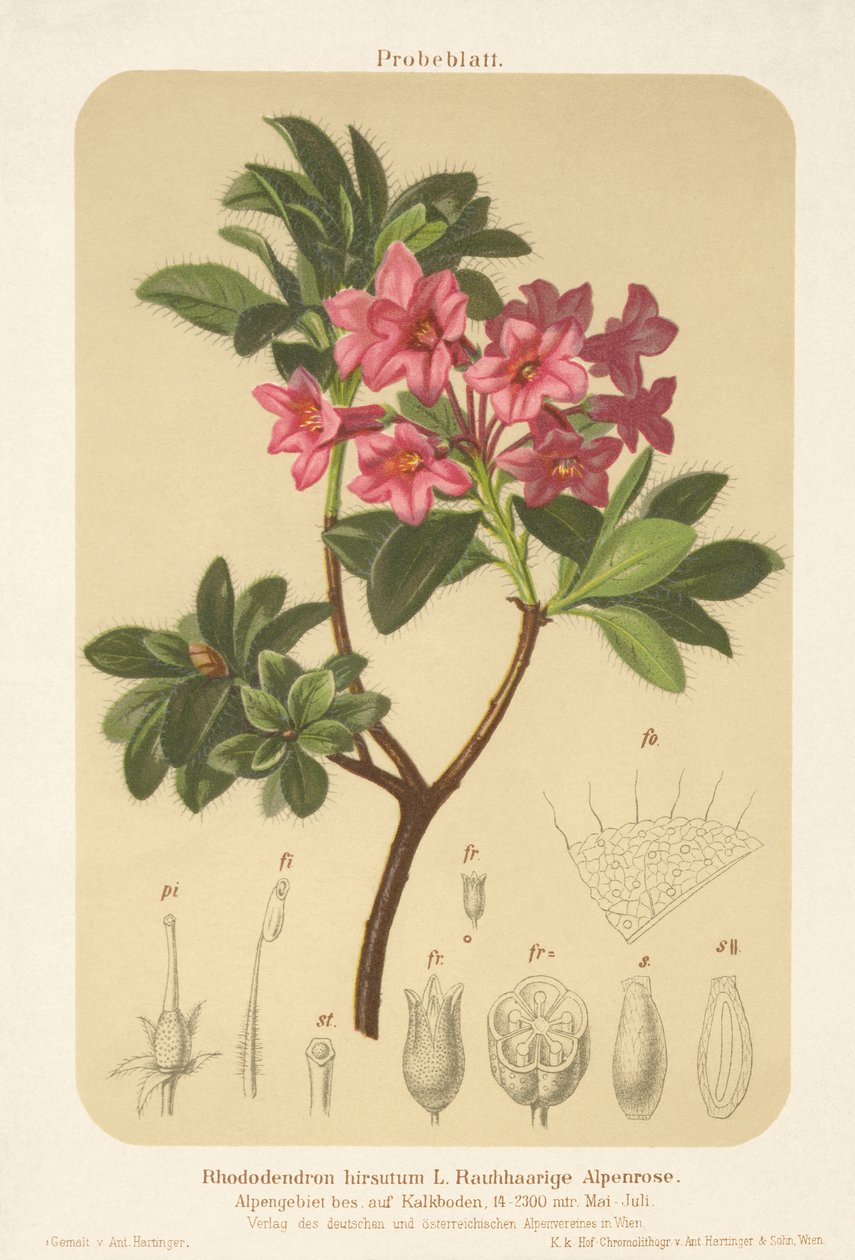 Alpe-rose (Rhododendron hirsutum) af German School