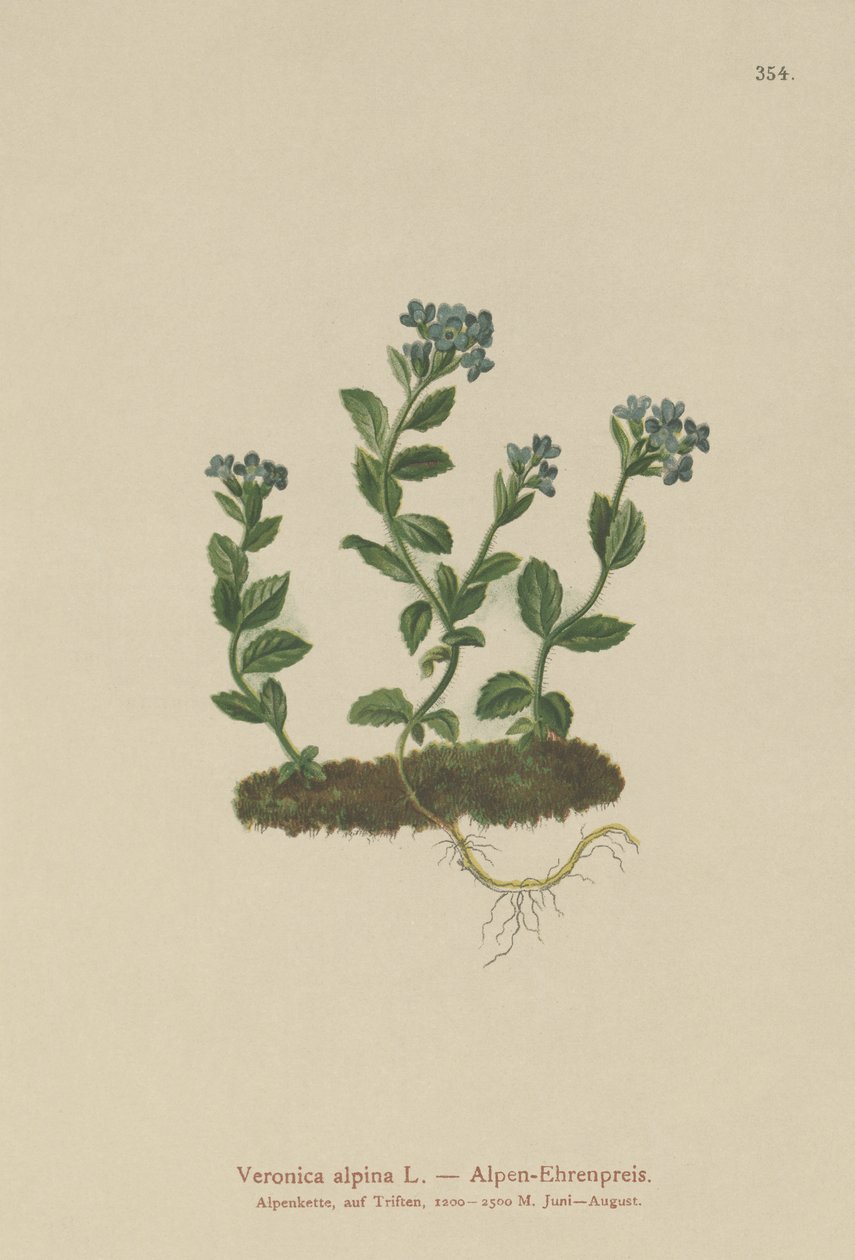 Alpine Speedwell (Veronica alpina) af German School