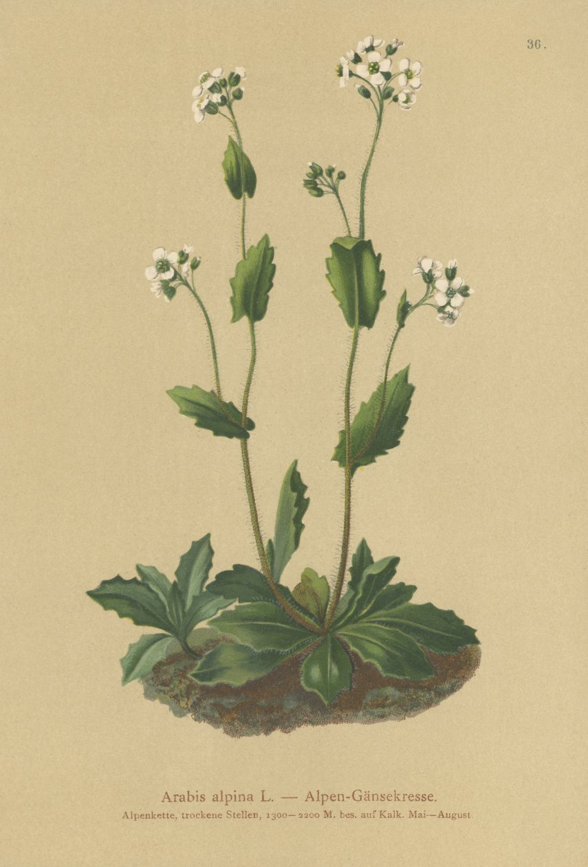 Almindelig Vægkarse (Arabis alpina) af German School