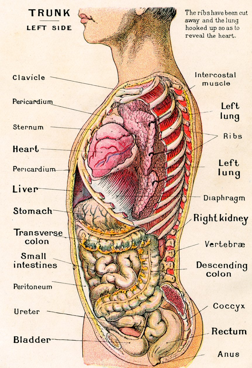 Anatomisk syn på den menneskelige torso af German School