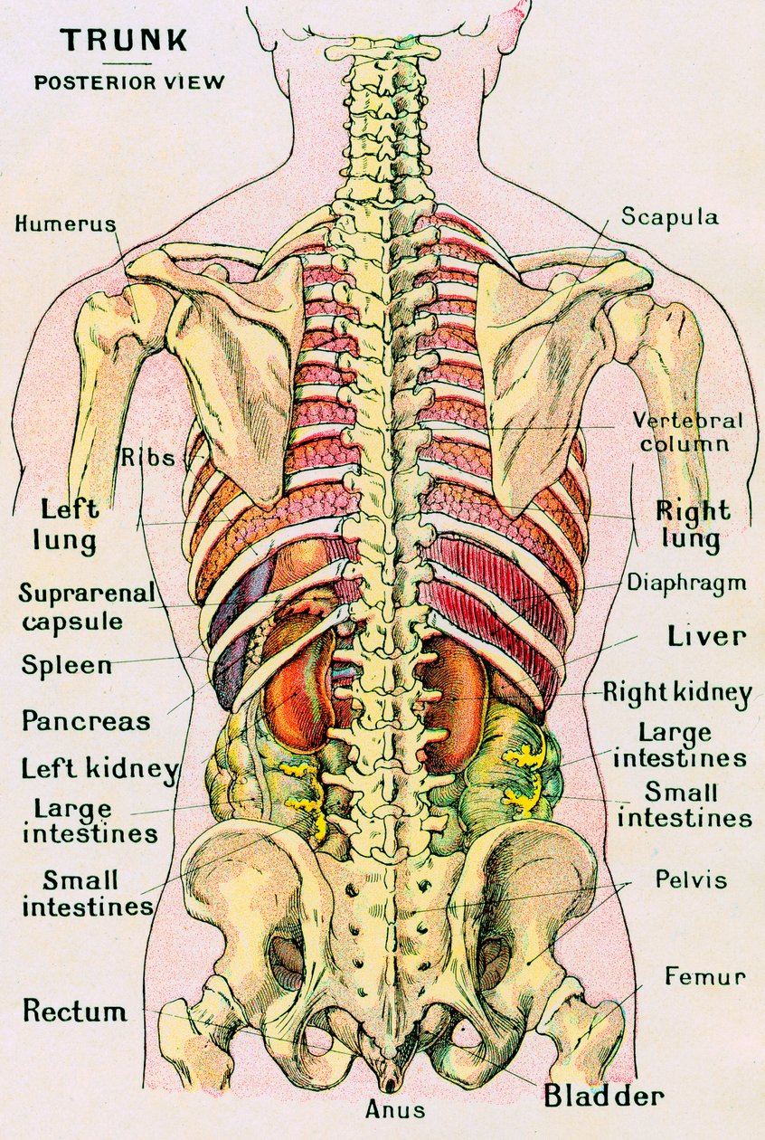 Anatomisk syn på den menneskelige torso af German School