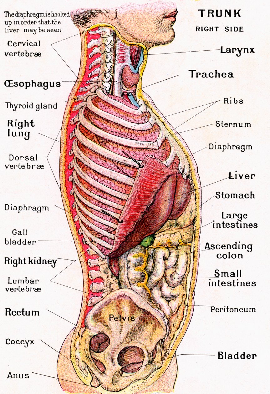 Anatomisk syn på den menneskelige torso af German School