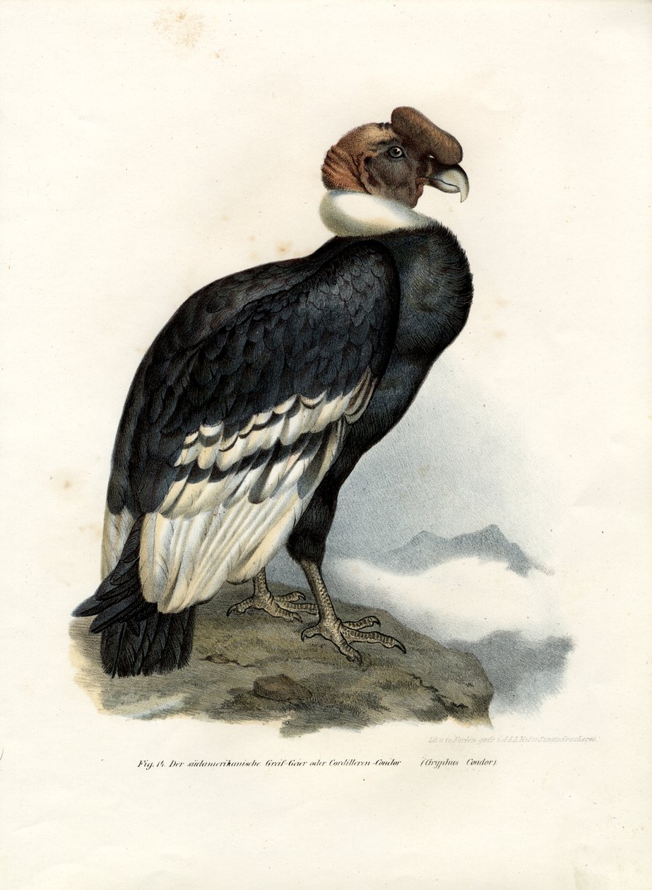 Andeskondor, 1864 af German School