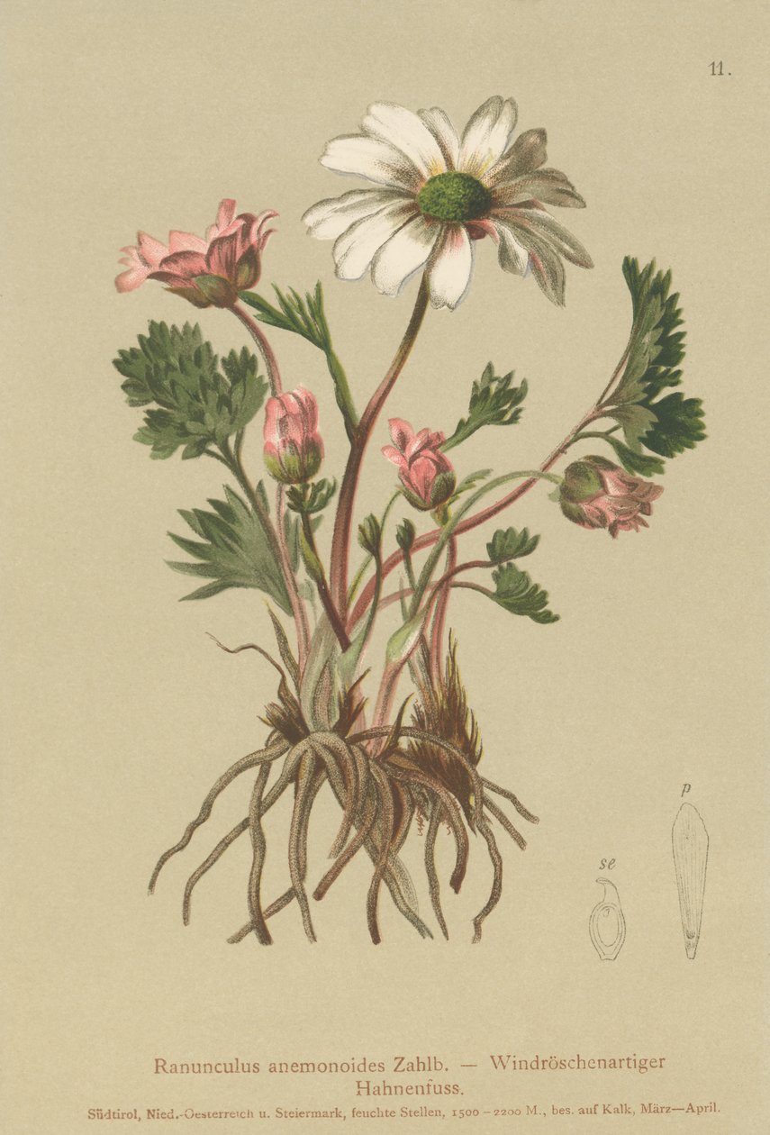 Anemone-lignende Kragefod (Ranunculus anemonoides, Callianthemum anemonoides) af German School