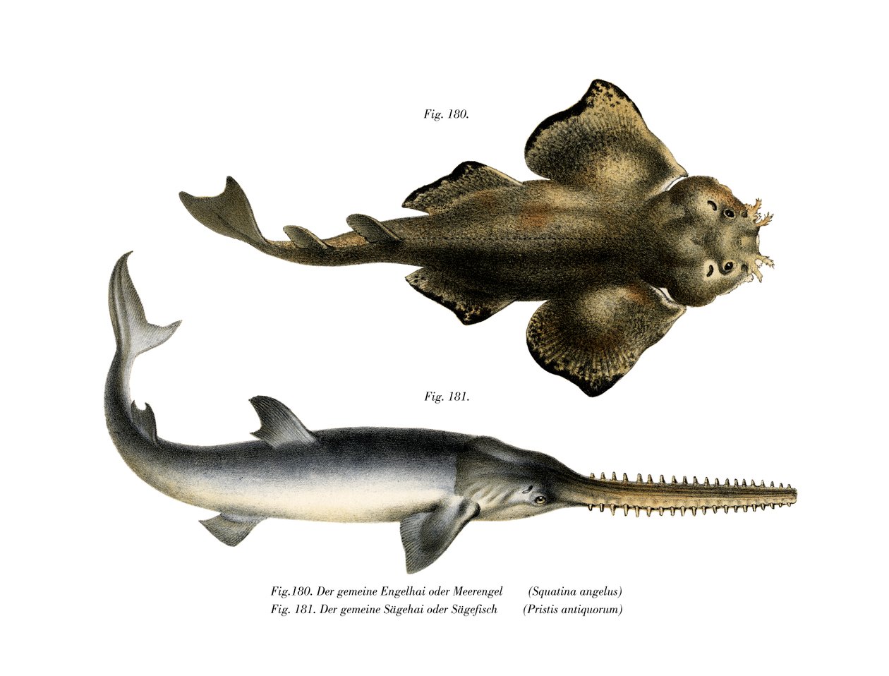 Angel Shark (farve litho) af German School