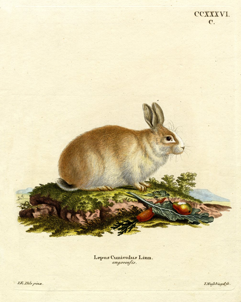 Angora kanin (farvet indgravering) af German School