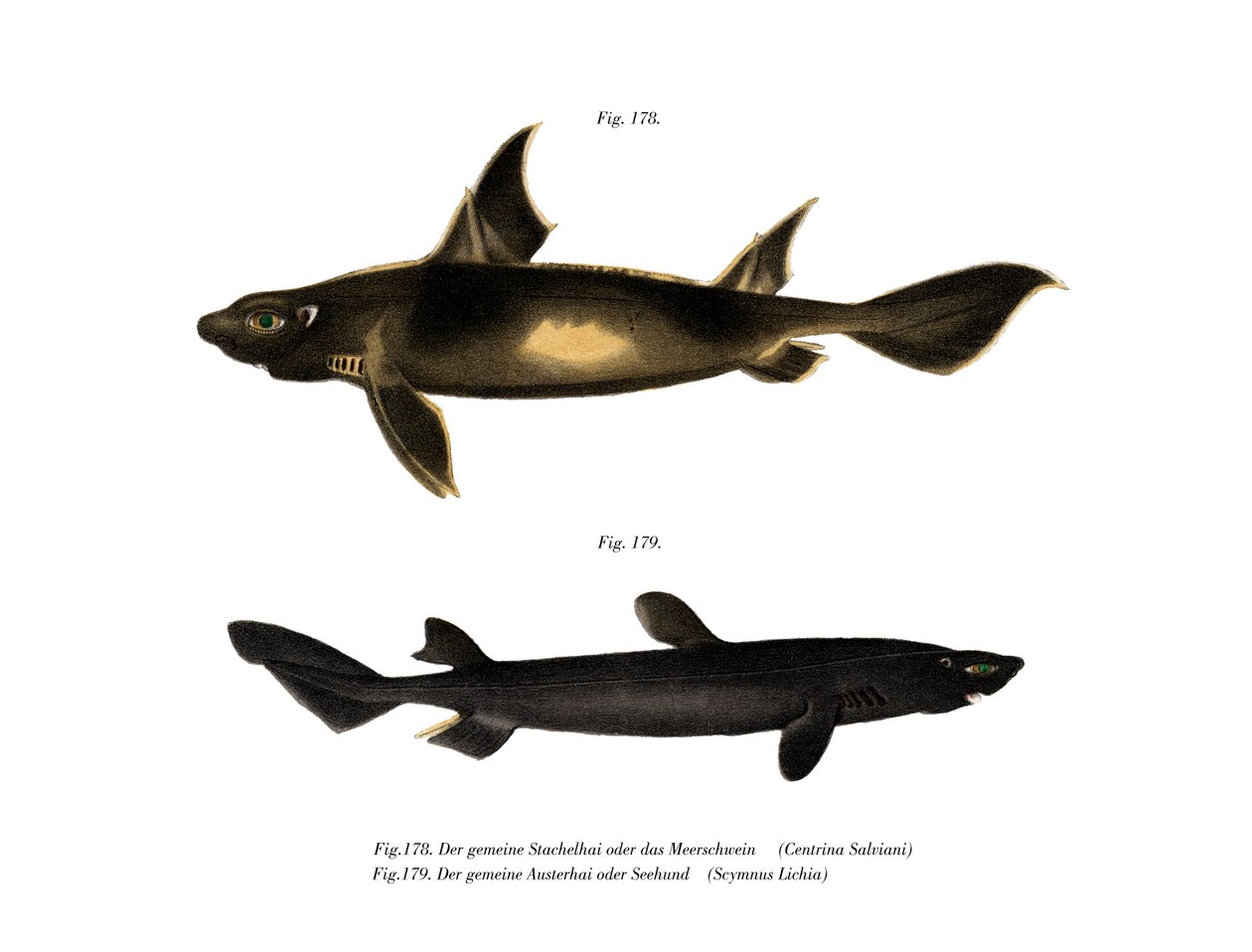 Angular Roughshark (farve litho) af German School
