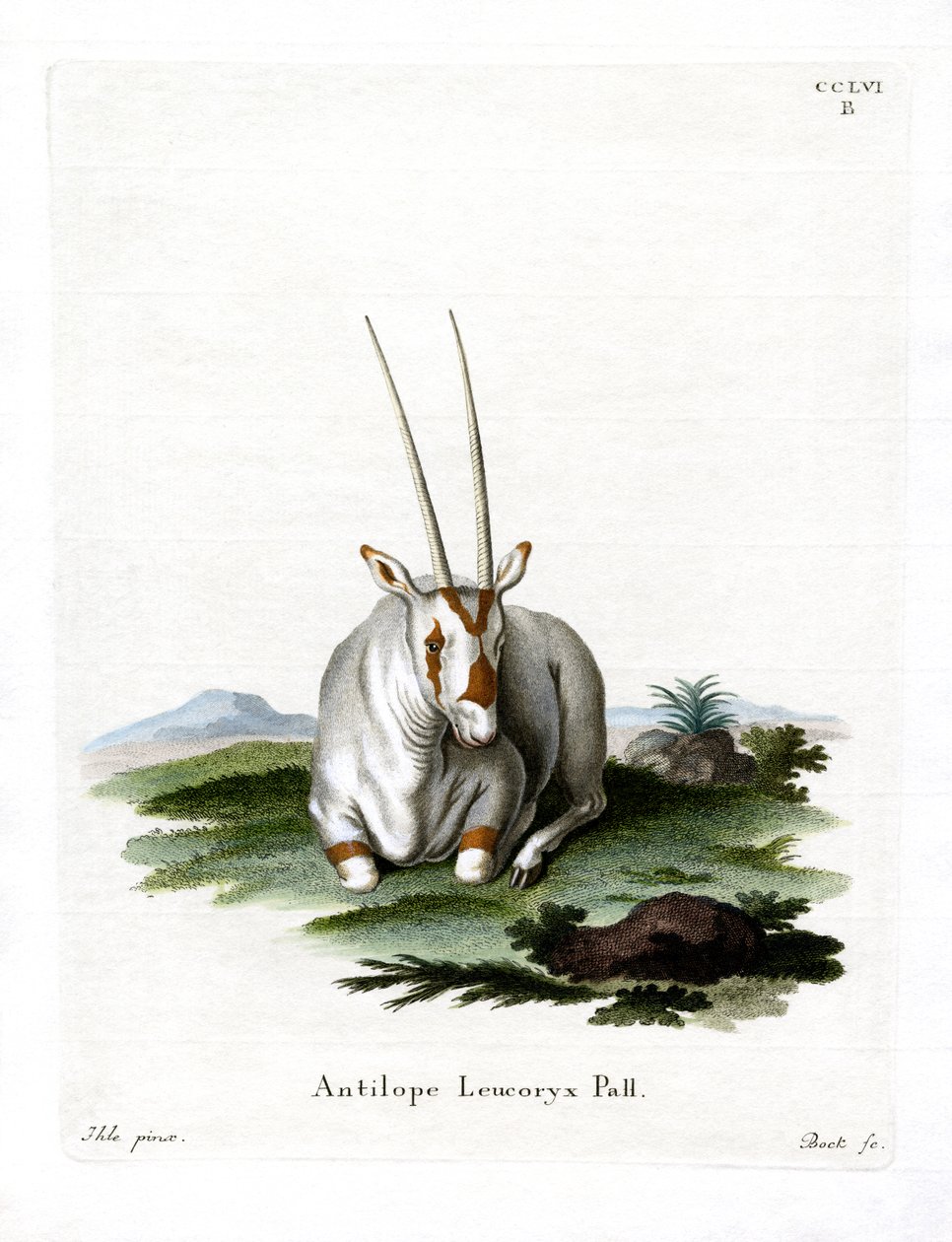 Arabian Oryx (farvet gravering) af German School