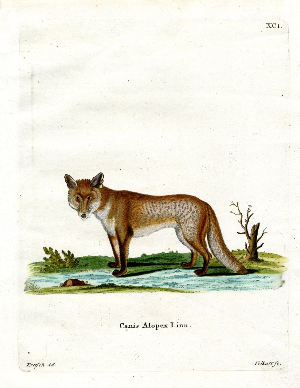 Arctic Fox (farvet indgravering) af German School