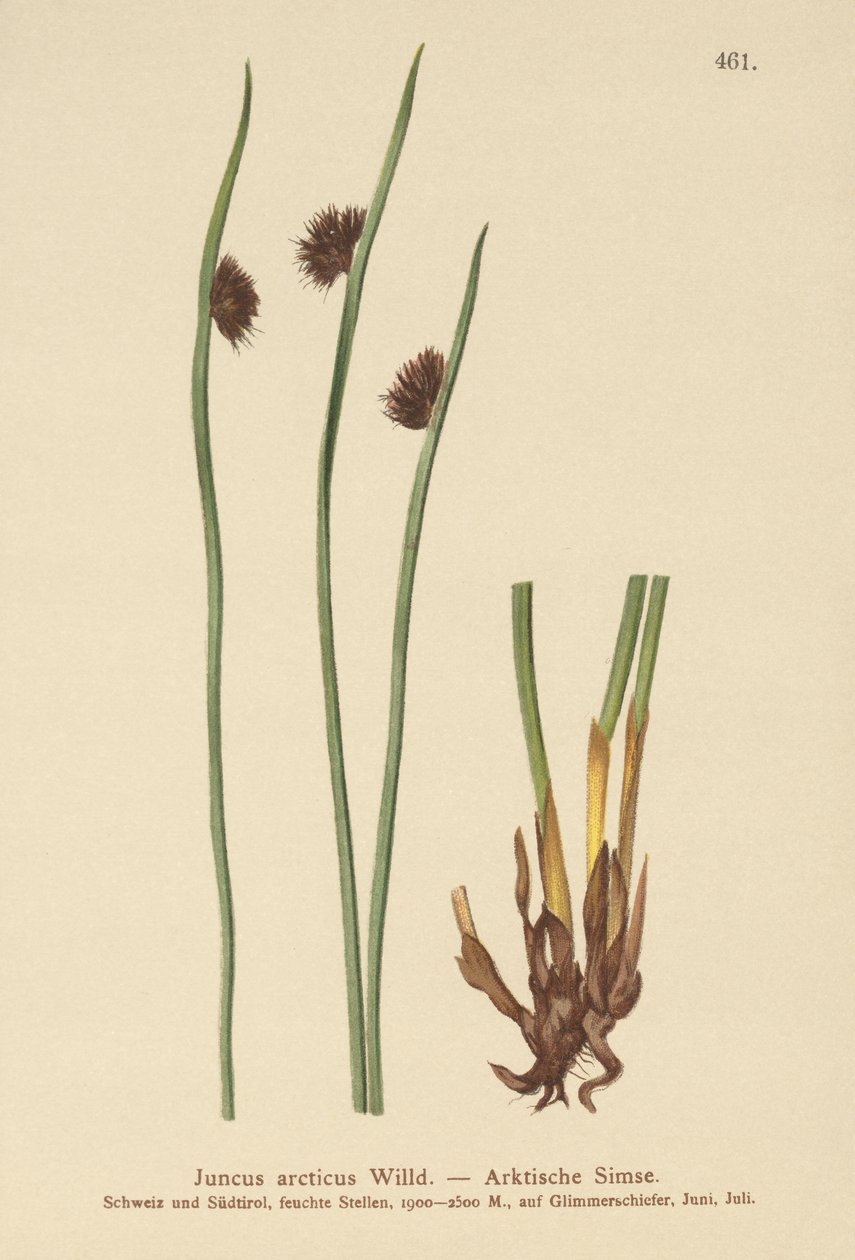 Arctic Rush (Juncus arcticus) af German School