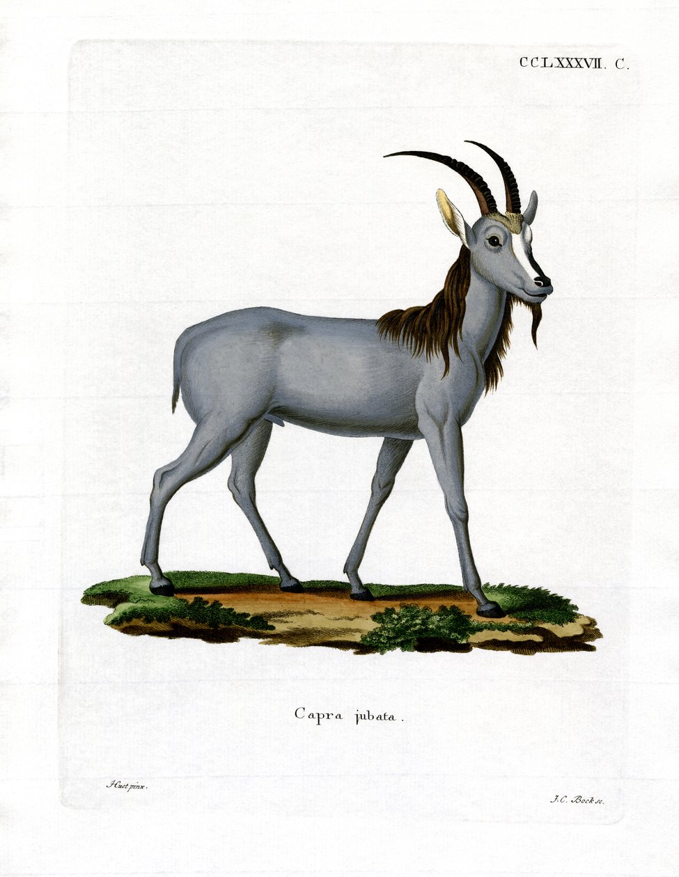 Argali (farvet gravering) af German School