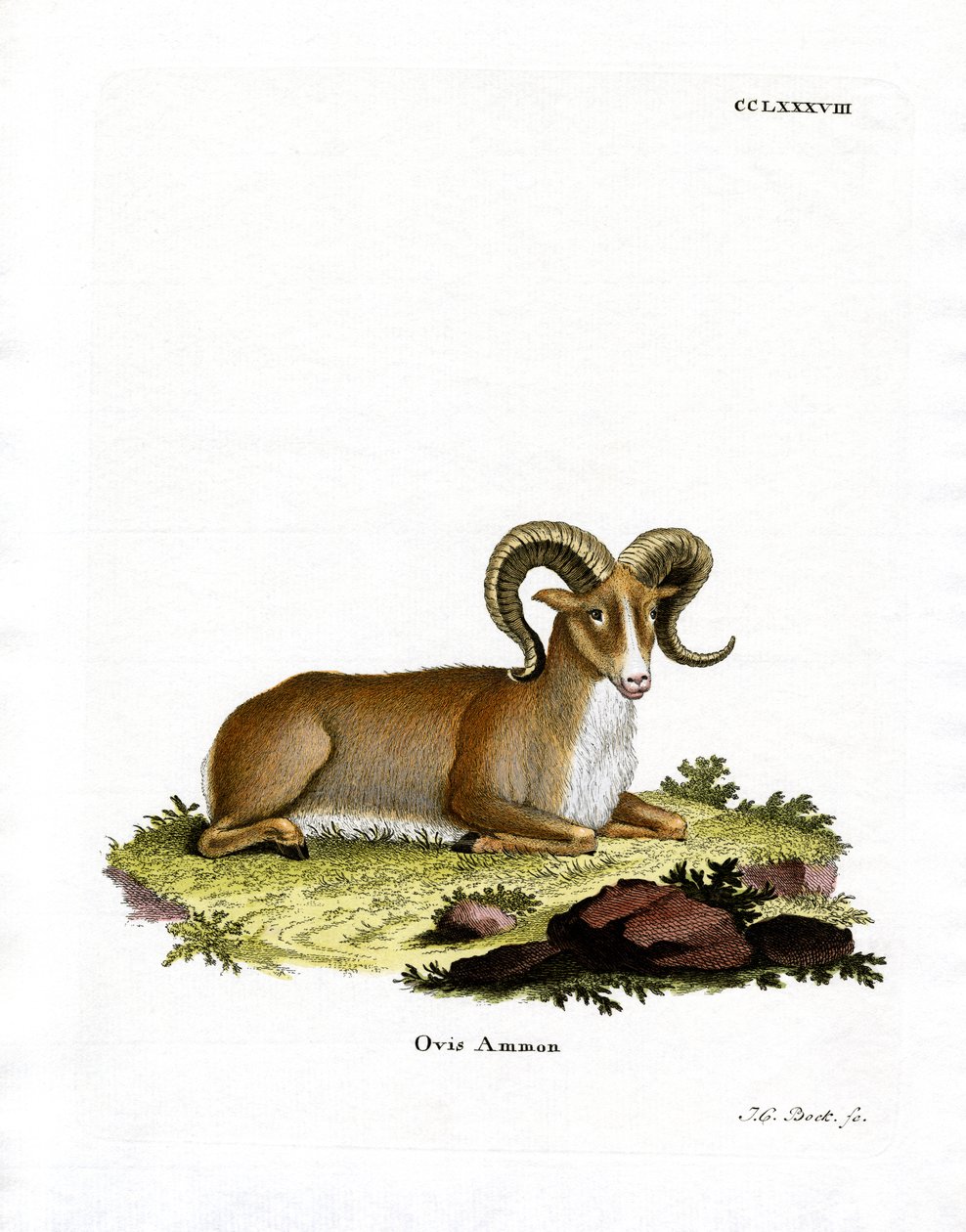 Argali (farvet gravering) af German School