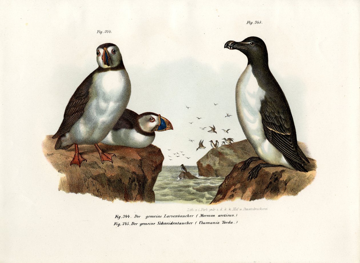 Arktisk Lunde, 1864 af German School