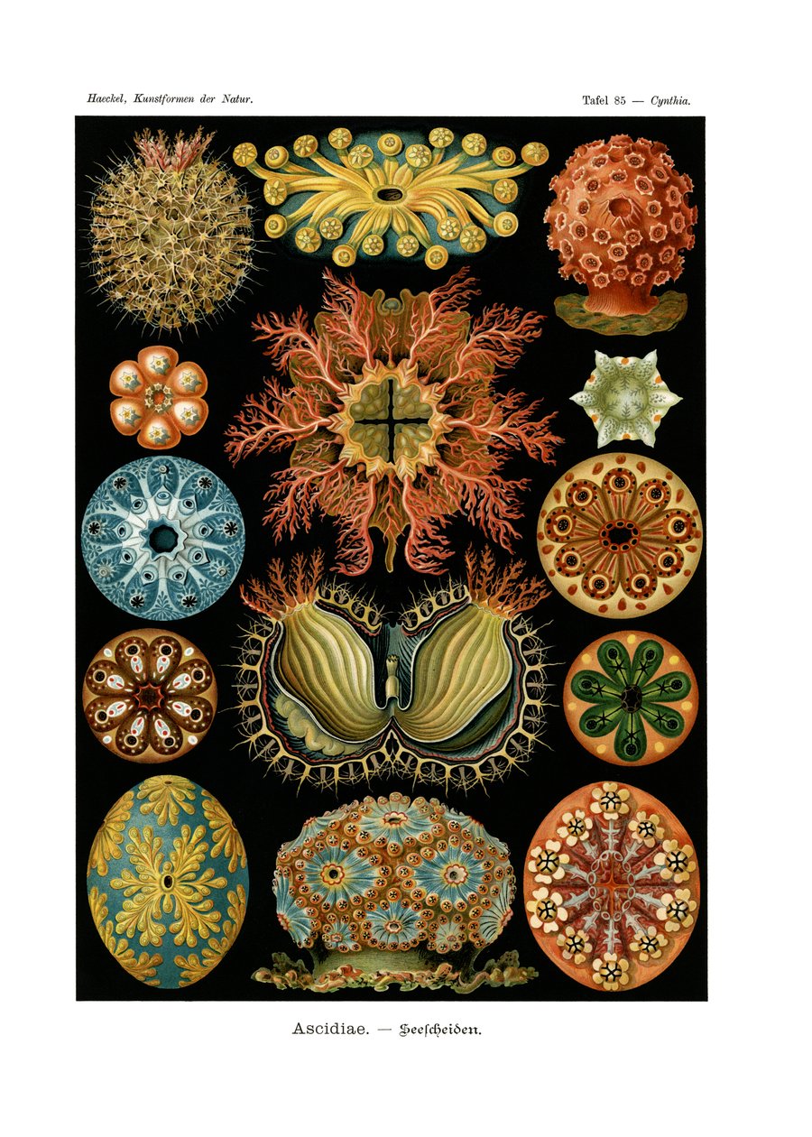 Ascidiae, 1899-1904 af German School
