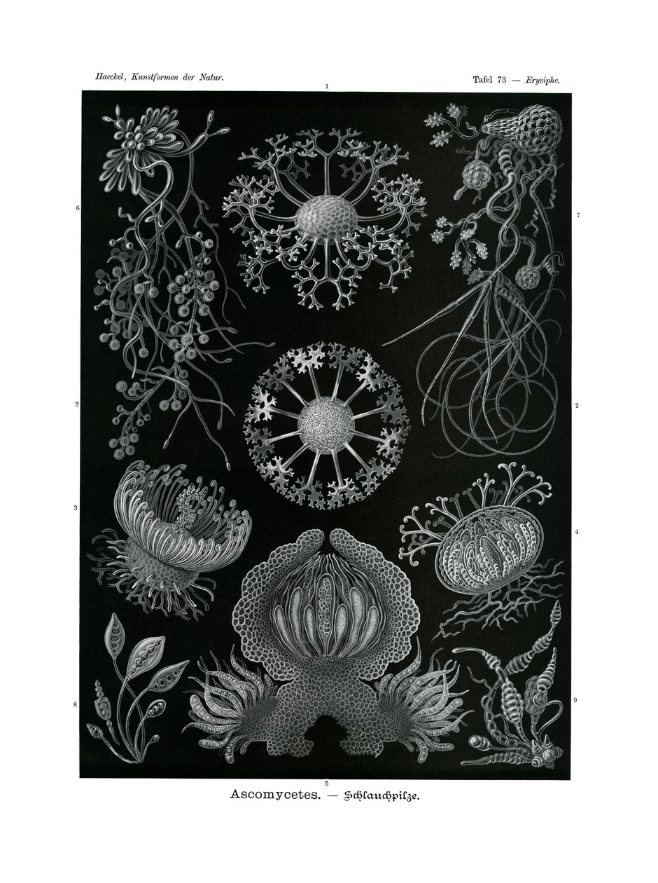 Ascomycetes, 1899-1904 af German School