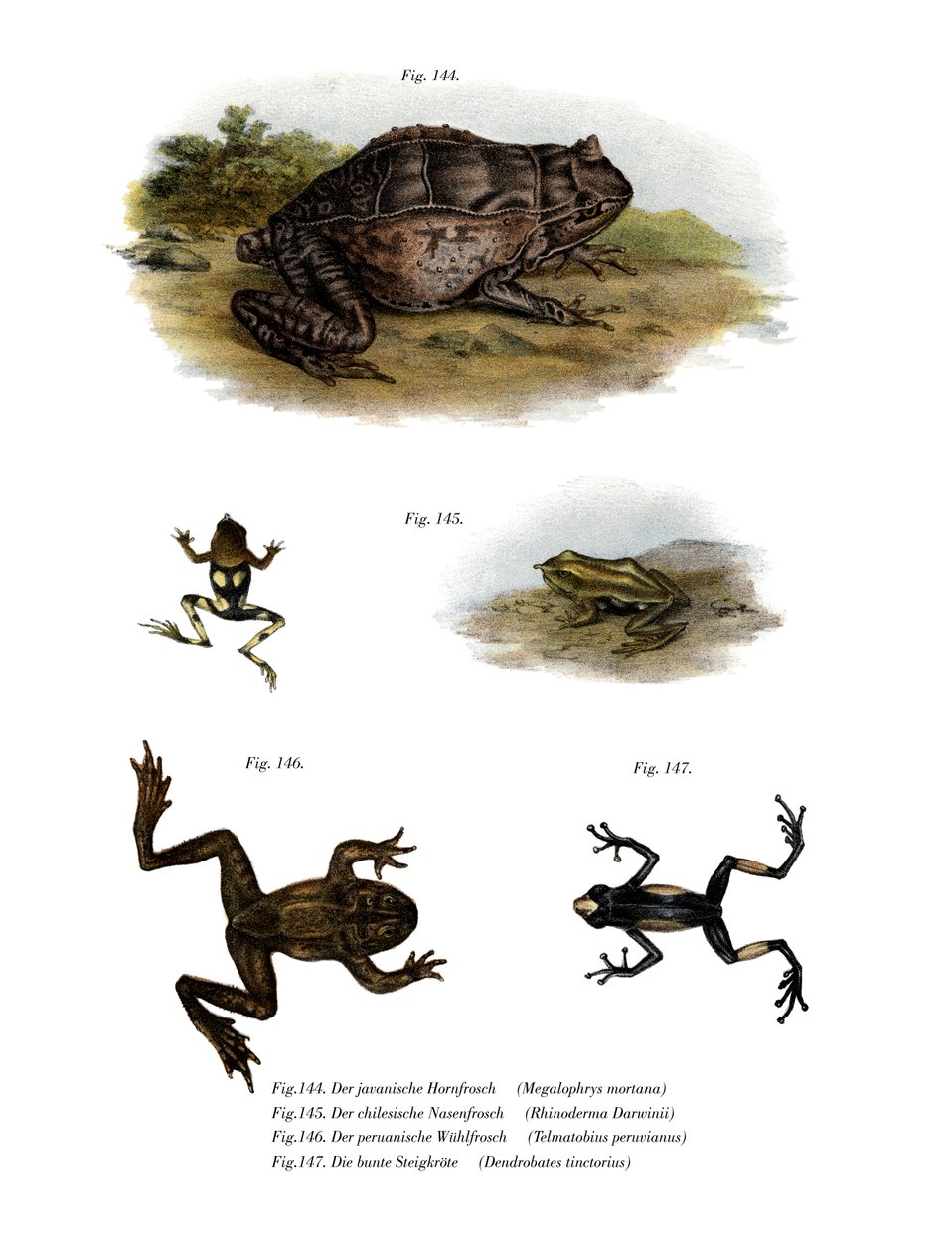 Asian Horned Frog (farve litho) af German School