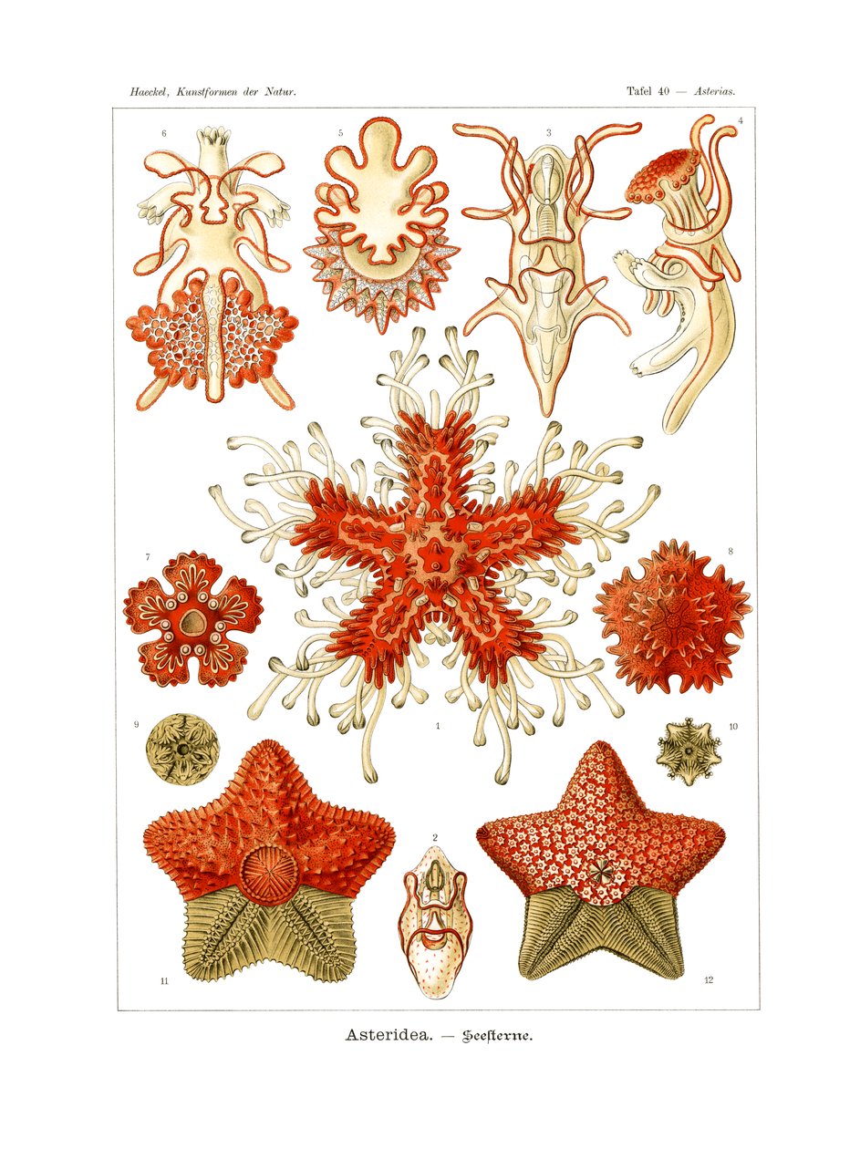 Asteridea af German School