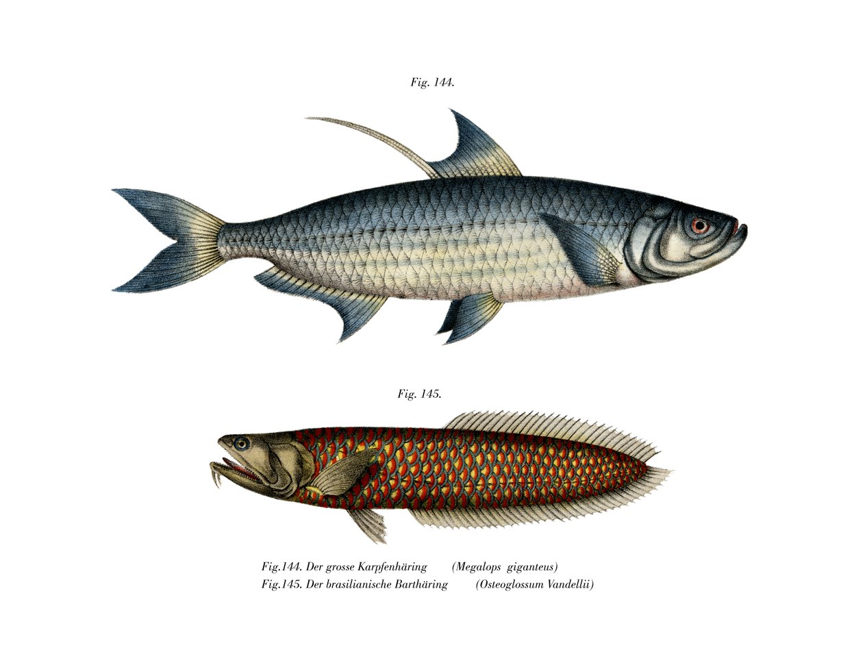 Atlantic Tarpon (farve litho) af German School