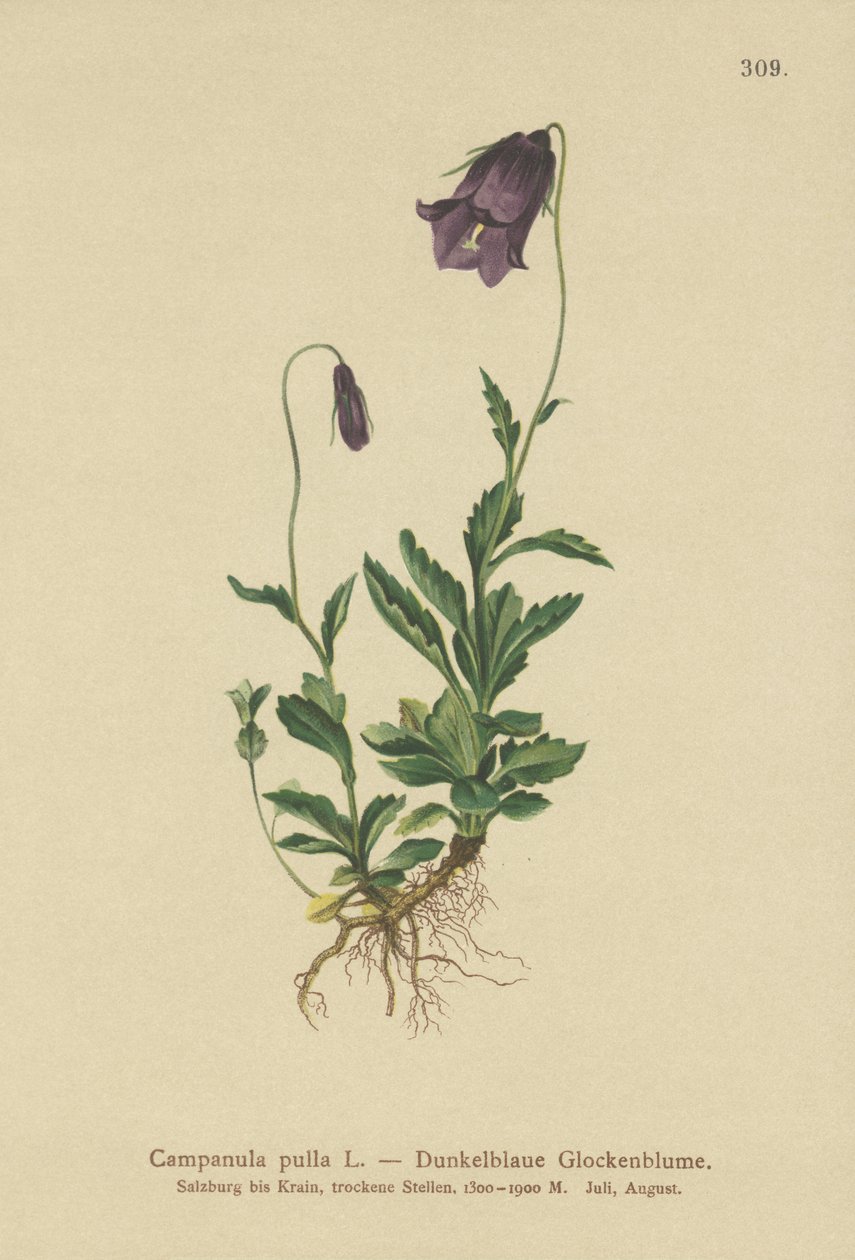 Østrigsk klokkeblomst (Campanula pulla) af German School