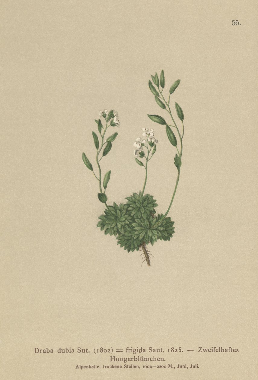 Østrigsk hvidgræs (Draba dubia, Draba frigida) af German School