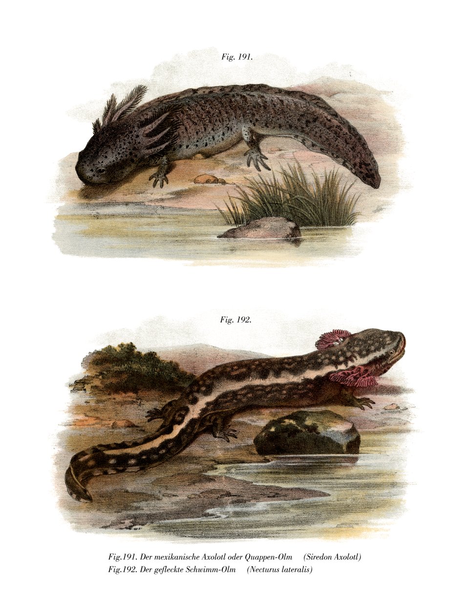 Axolotl (farvedele) af German School