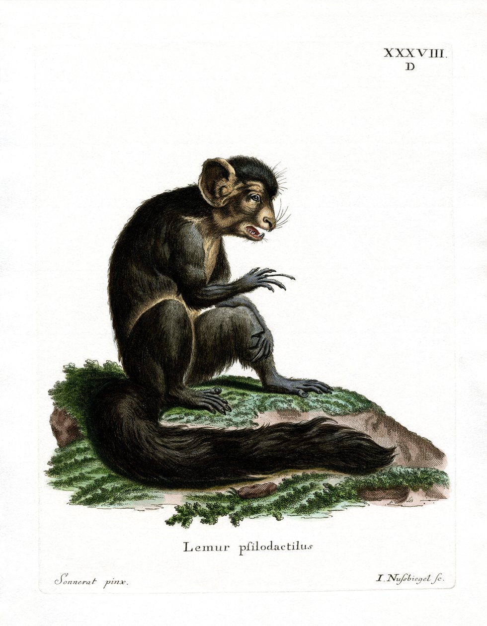 Aye-Aye (farvet gravering) af German School