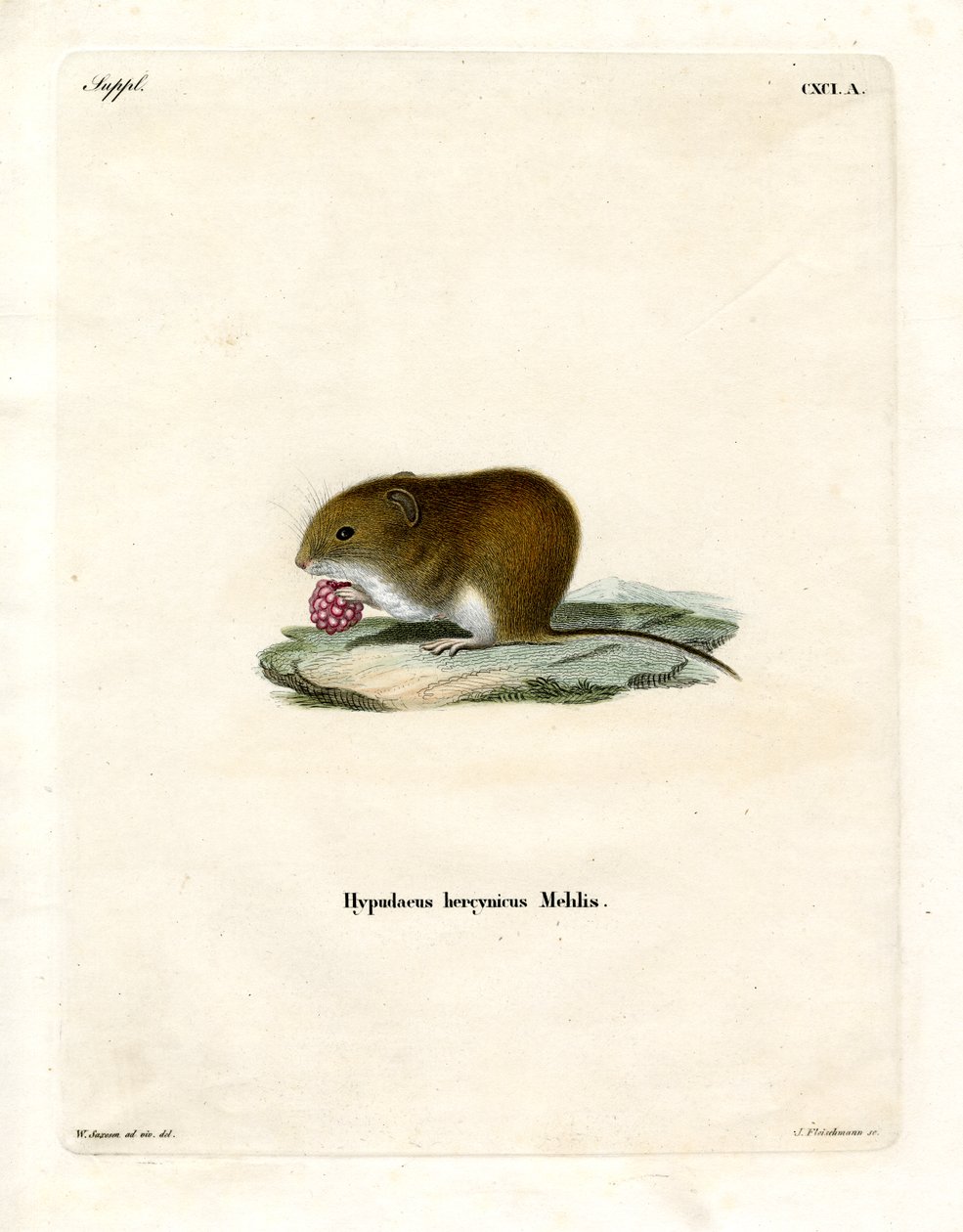Bank Vole (farvet gravering) af German School