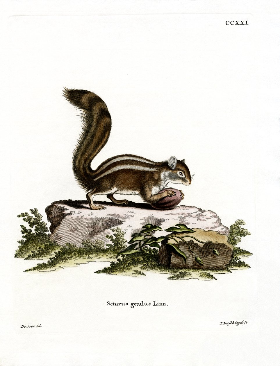 Barbary Ground Squirrel (farvet gravering) af German School